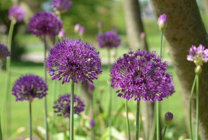 Allium hollandicum Purple Sensation