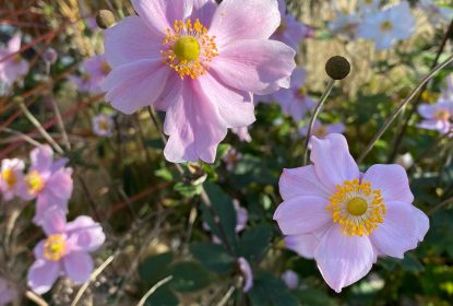 marketa_jurcikova (1)